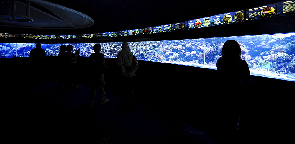 Visitors, large display aquarium, Sydney Aquarium, Sydney, New South Wales, Australia