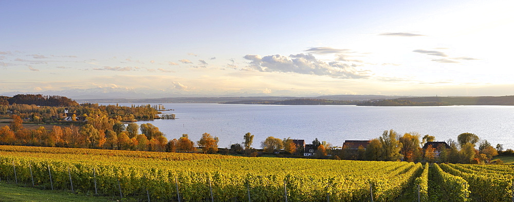 Panoramic view over the vineyards in Uhldingen on Lake Constance, Landkreis Konstanz county, Baden-Wuerttemberg, Germany, Europe