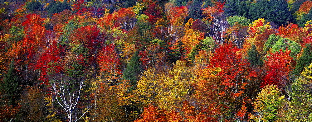 Forest in indian summer, Vermont, New England, USA