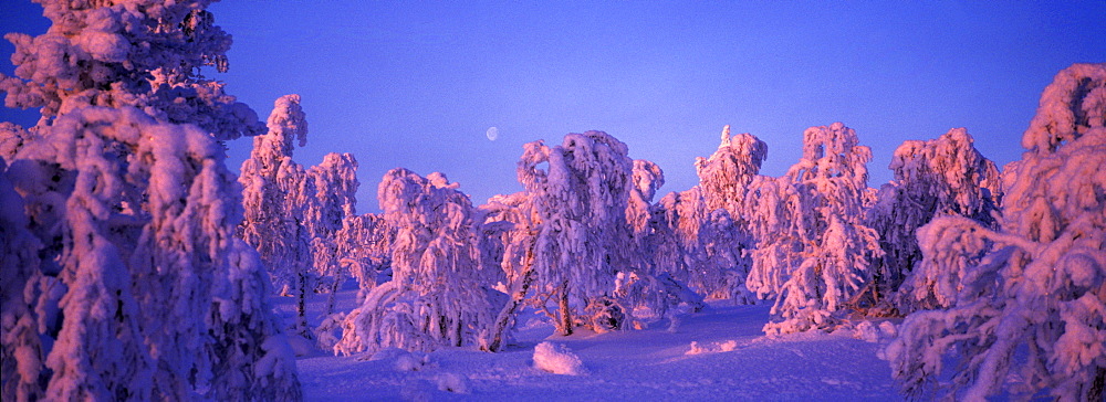 Winter landscape, Lappland