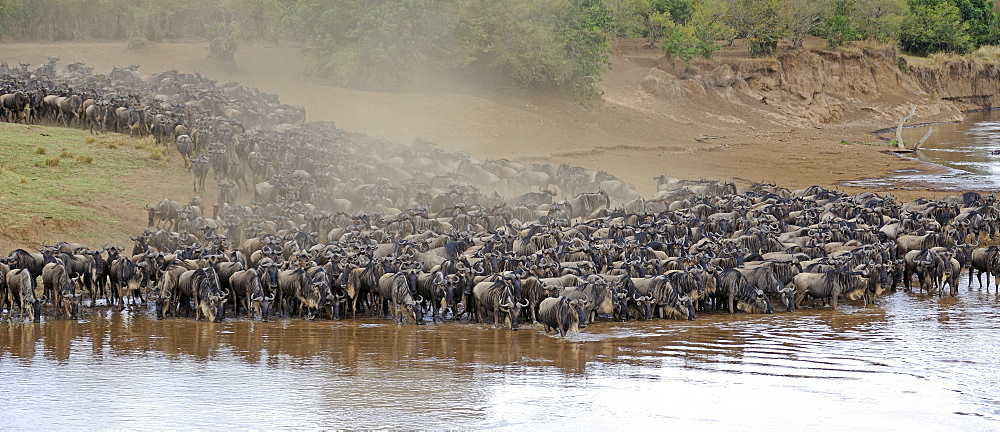 Wildebeest (Connochaetes taurinus), Gnu migration, wildebeest jostling on the shore of the Mara River, Masai Mara, East Africa, Africa