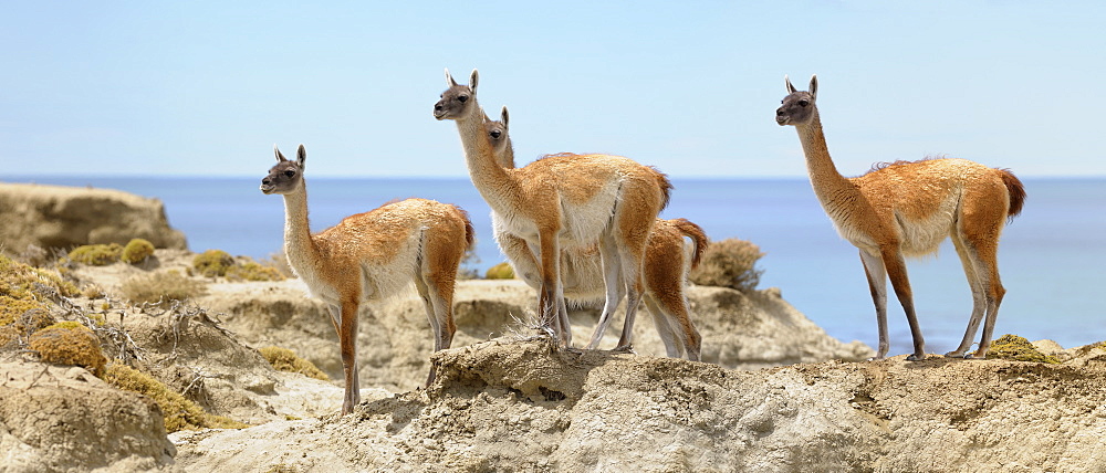 Guanacos (Llama guanicoe), Monte Leon National Park, Rio Gallegos, Patagonia, Argentina, South America