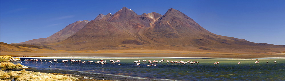 Flamingos (Phoenicopteriformes, Phoenicopteridae) in a blue lagoon in front of volcanic mountains, Uyuni, Bolivia, South America