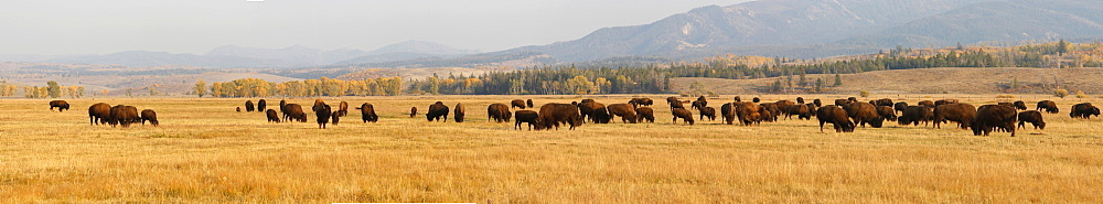 Panoramic view, bison herd, American Bison or American Buffalo (Bison bison), Grand Teton Parkway, Wyoming, USA