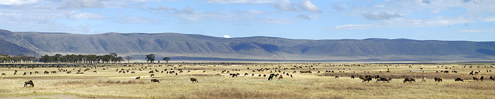 Blue Wildebeest (Connochaetes taurinus), migration, Ngorongoro Crater, Tanzania, Africa