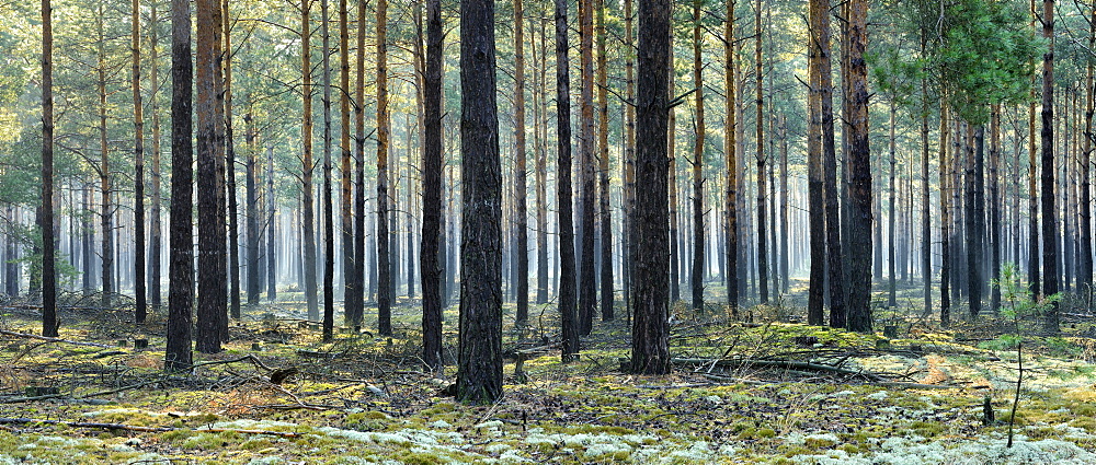 Pine forest (Pinus), monoculture, morning mist, moss and lichen covered ground, Brandenburg, Germany, Europe