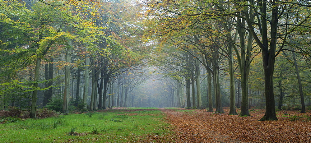 Woodland scene from Felbrigg, Norfolk, England, United Kingdom, Europe