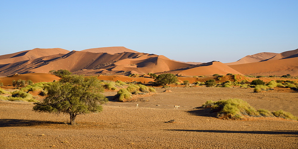 A couple of springbok enjoy a peaceful evening at Sossusvlei, Namib Naukluft, Namibia, Africa