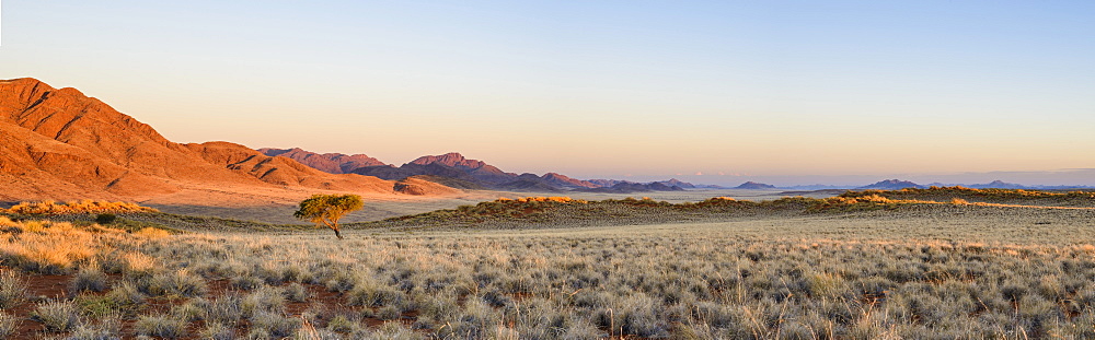 The setting sun lights up a lone acacia tree and the mountains of NamibRand, Namib Desert, Namibia, Africa 