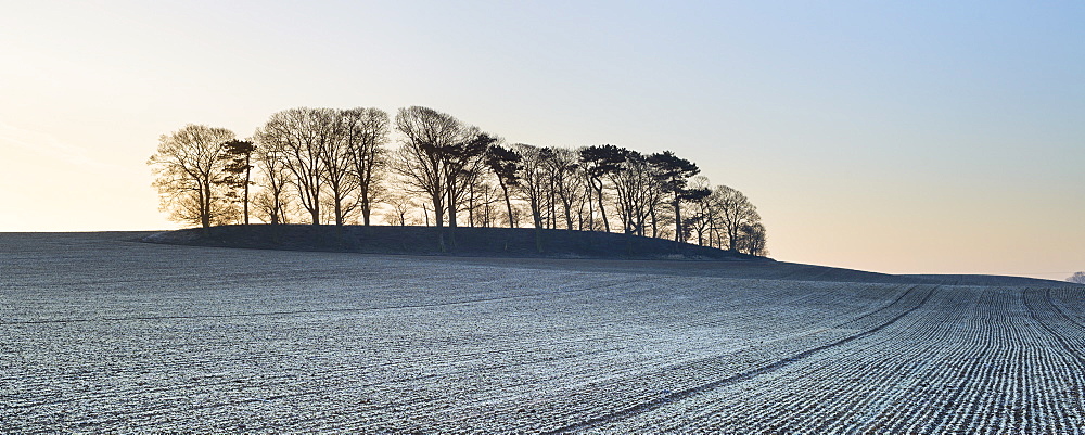 A small copse of trees growing on a drumlin in frosty dawn light, Boroughbridge, North Yorkshire, Yorkshire, England, United Kingdom, Europe