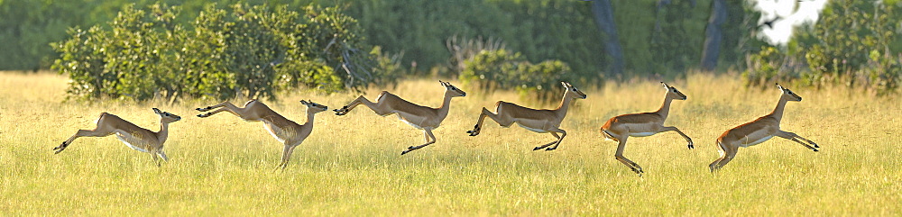 Impala race, Savuti Chobe NP Botswana