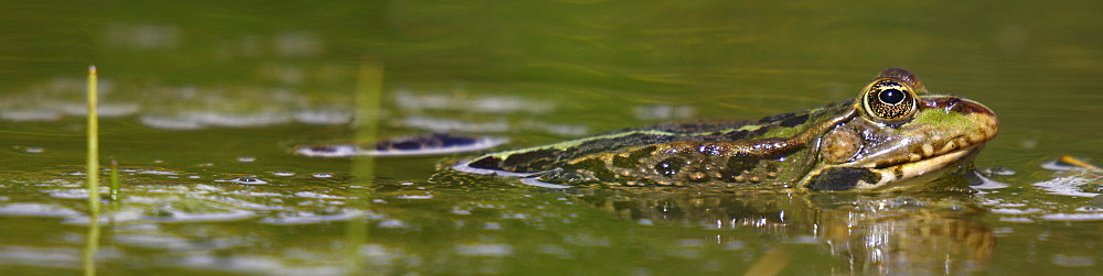 Lowland frog in a pond, France 