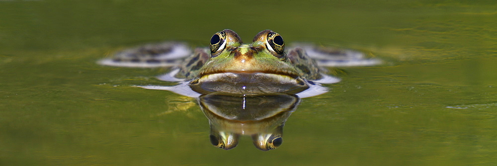 Portrait of Lowland frog in a pond, France 