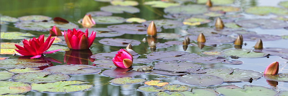 Pool frog in Water Lilies, France