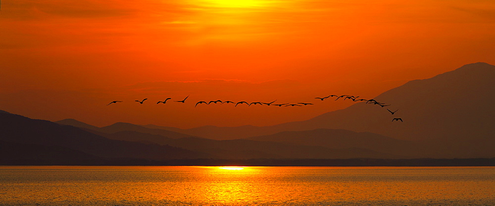 Great Cormorants at sunset, Lake Kerkini Greece 