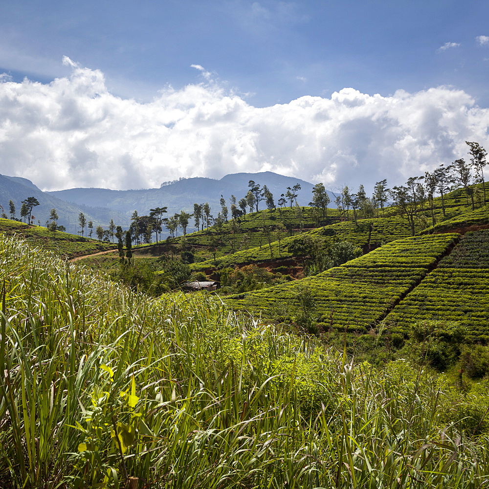 Tea plantations in the Hill Country, Sri Lanka, Asia 