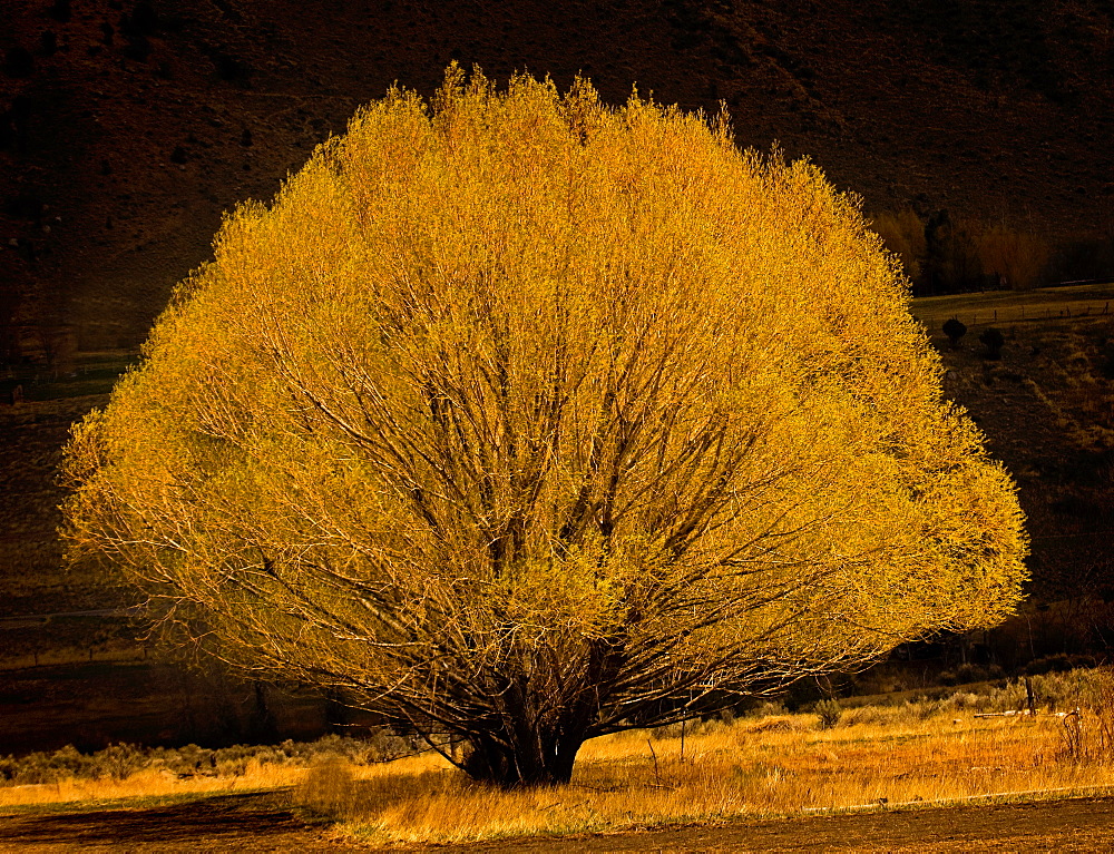 Yellow Willow Tree; Gardner; Montana