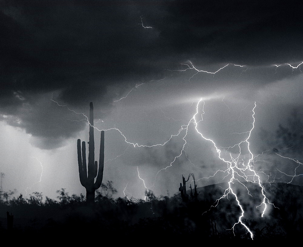 Living In Fear, Lightning; Sahuaro Cactus; Arizona