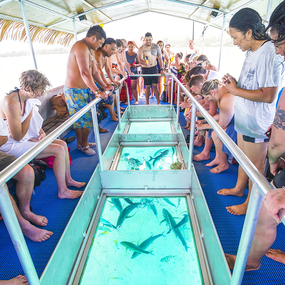 Bluefin Trevally feeding under the glass bottom boat of Captain Tama's Lagoon Cruises, Muri Lagoon, Rarotonga, Cook Islands, South Pacific, Pacific