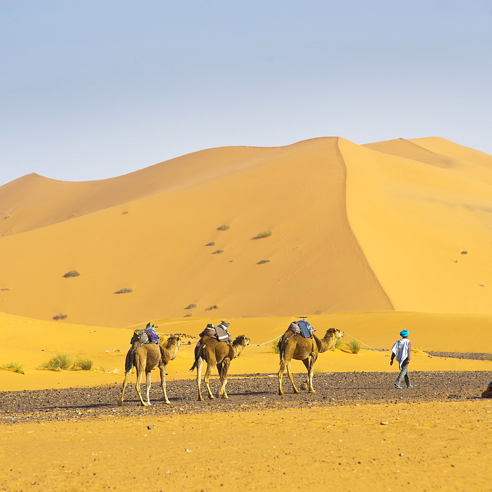 Camel caravan in Erg Chebbi Desert, Sahara Desert near Merzouga, Morocco, North Africa, Africa 