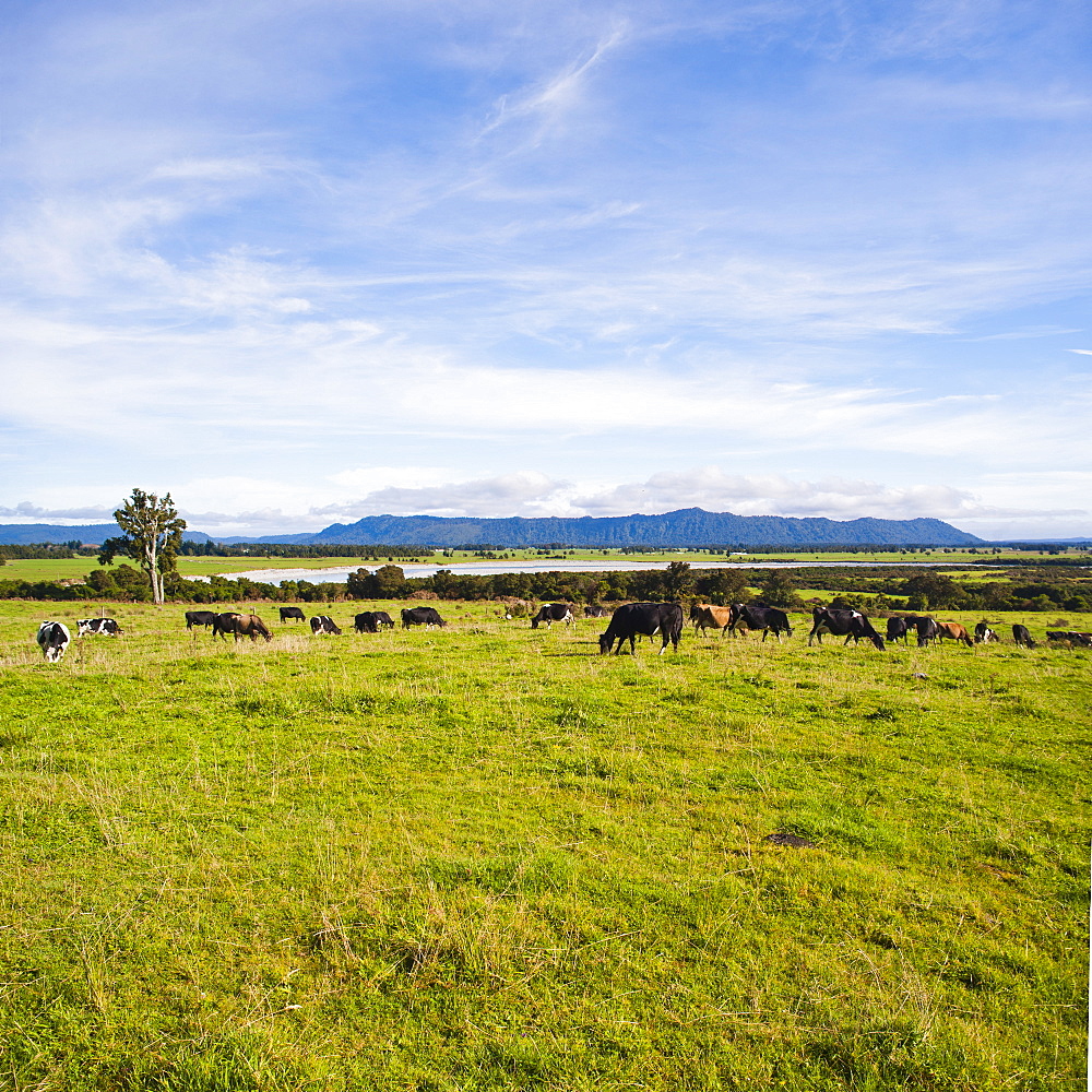 Herd of cows on farmland on the West Coast, South Island, New Zealand, Pacific 