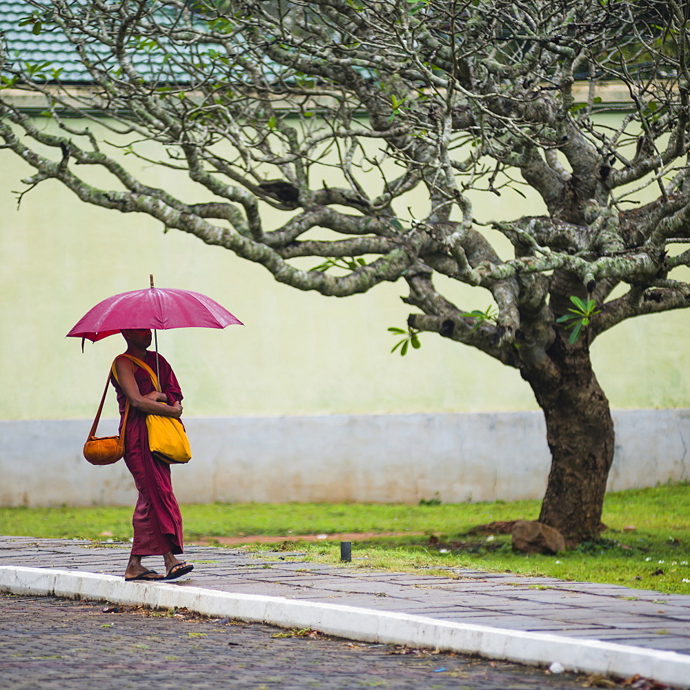 Buddhist monk at Sri Maha Bodhi in the Mahavihara (The Great Monastery), Sacred City of Anuradhapura, UNESCO World Heritage Site, Sri Lanka, Asia 