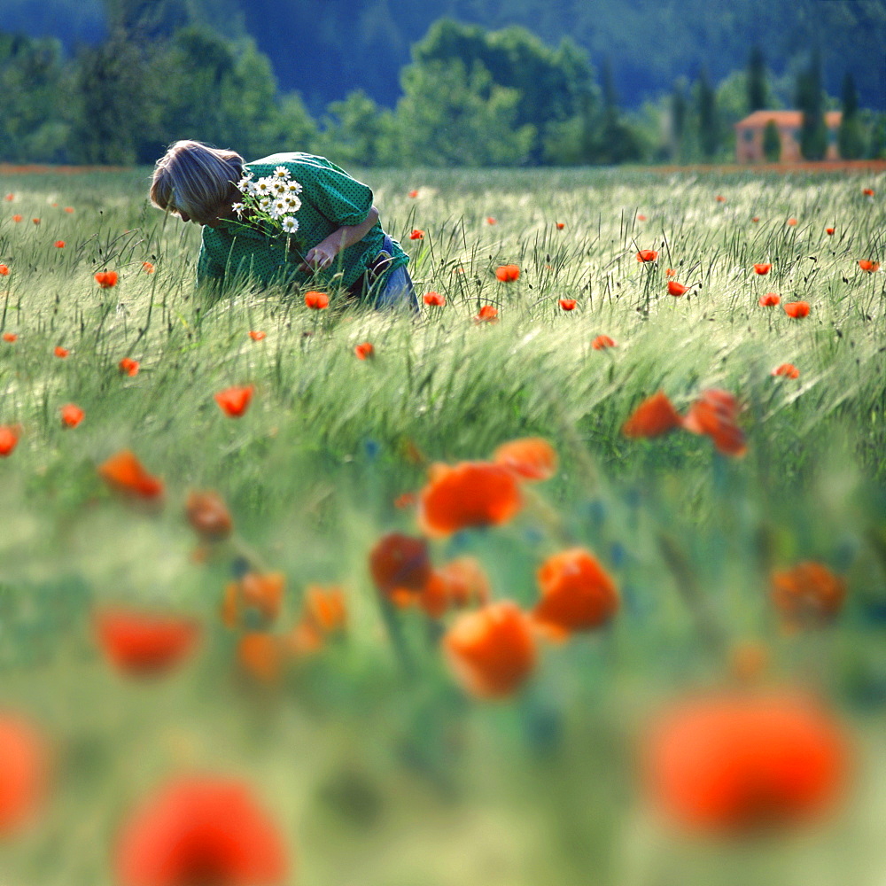 Woman picking boquet of marguerites, Provence, France