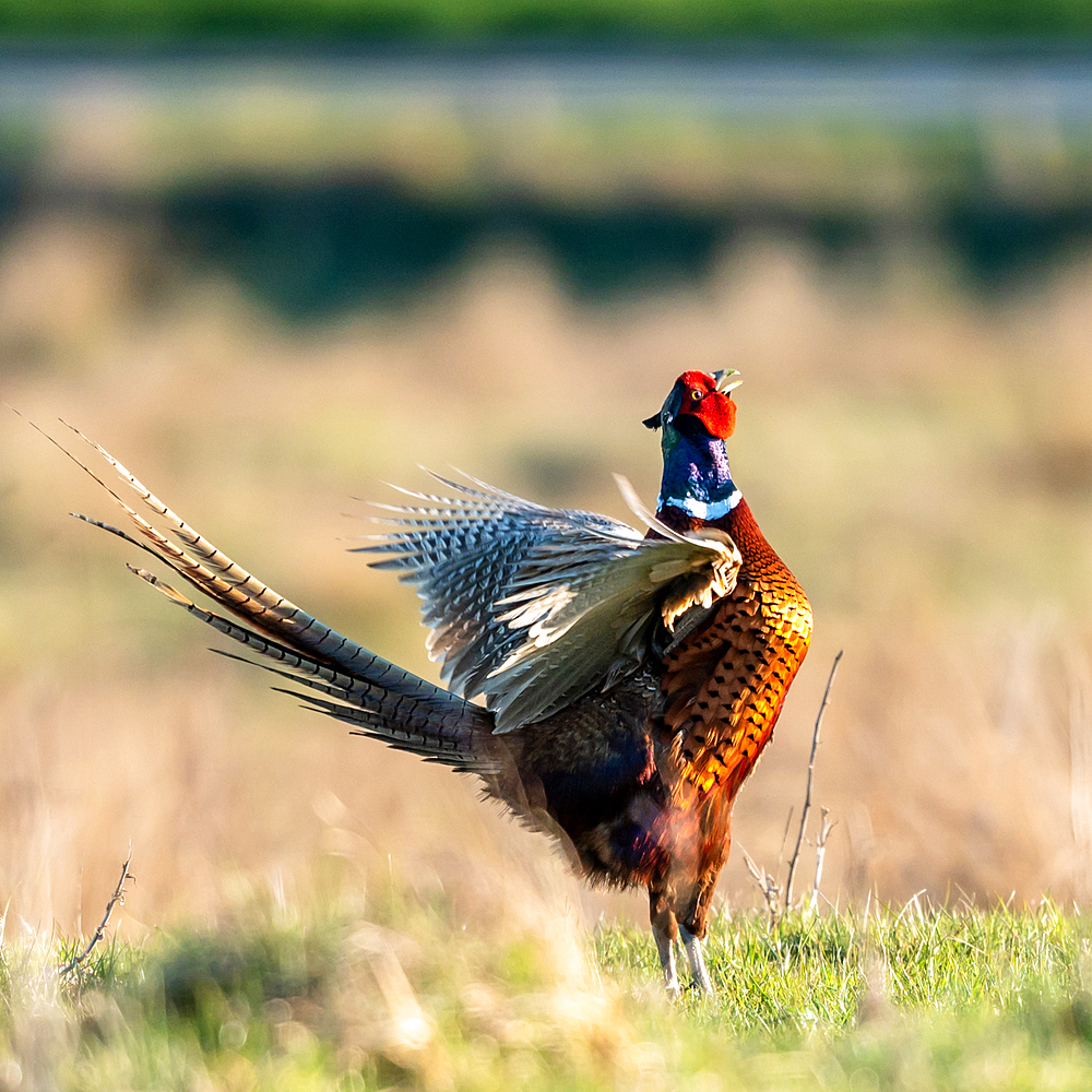 Pheasant, male, Hohes Ufer, Heiligenhafen, Ostholstein, Schleswig-Holstein, Germany