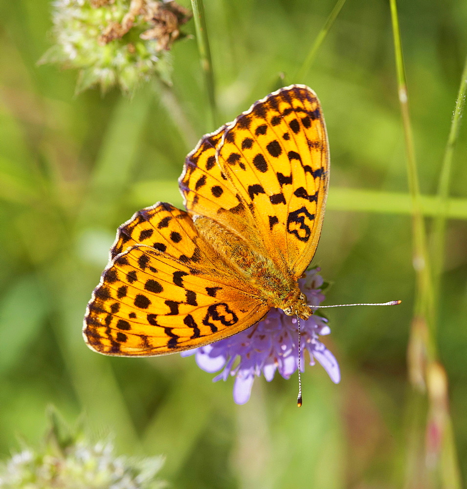 Flower with butterfly near Rust in the Taubergiessen, Spring, Breisgau, Ortenau, Baden Wuerttemberg, Germany, Europe