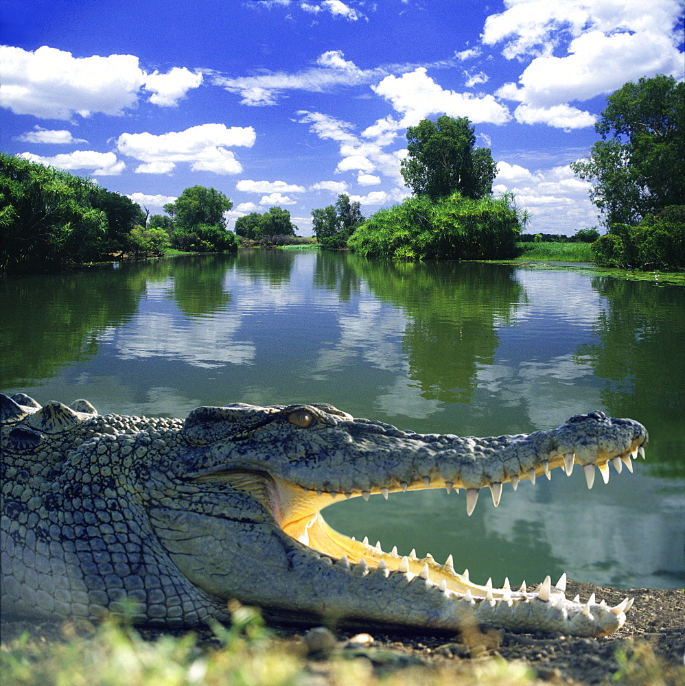 Saltwater crocodile, Arnhem Land, Northern Territory, Australia