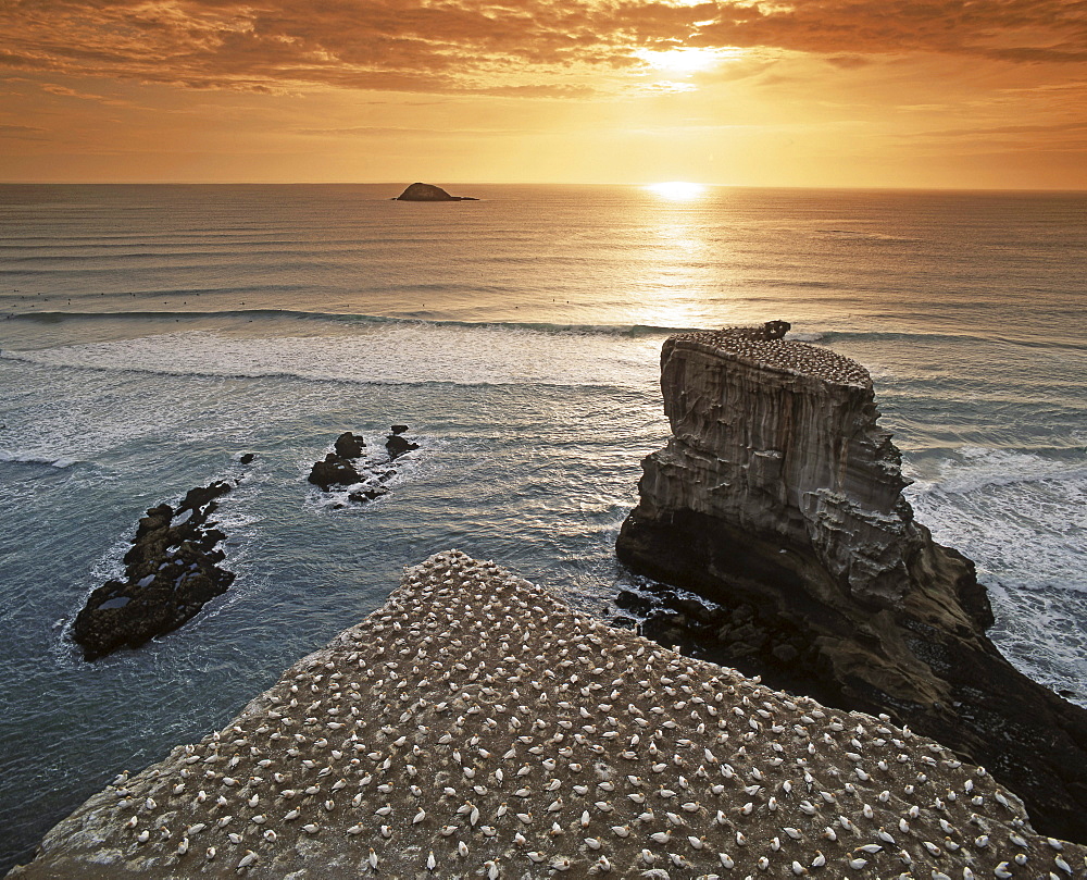 New Zealand, gannet colony at muriwai beach, gannet fly from Muriwai to australia and come back