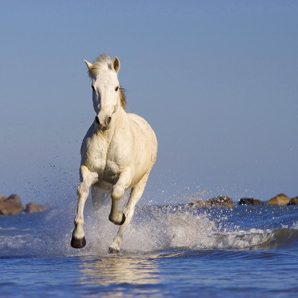 Camargue horse running in galopp, Camargue, France