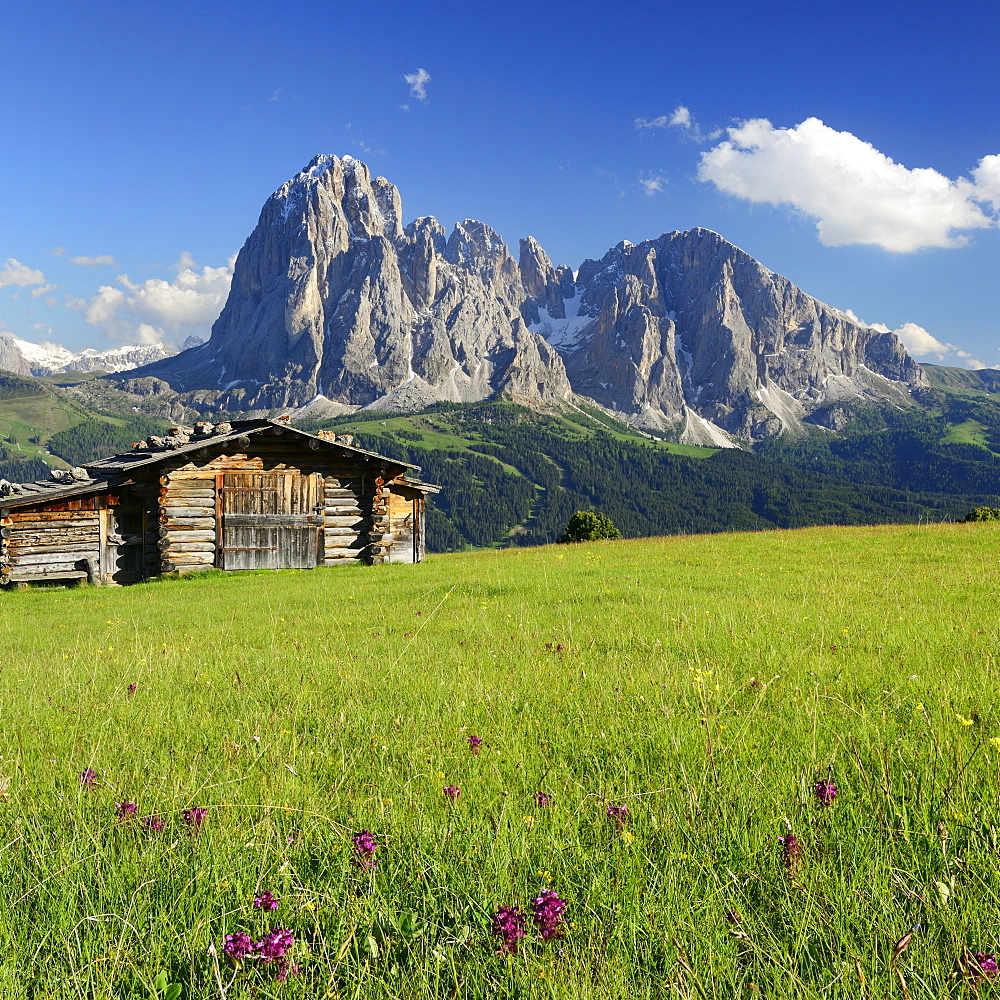 Meadow with farmhouse in front of Langkofel, Val Gardena, Dolomites, UNESCO world heritage site Dolomites, South Tyrol, Italy