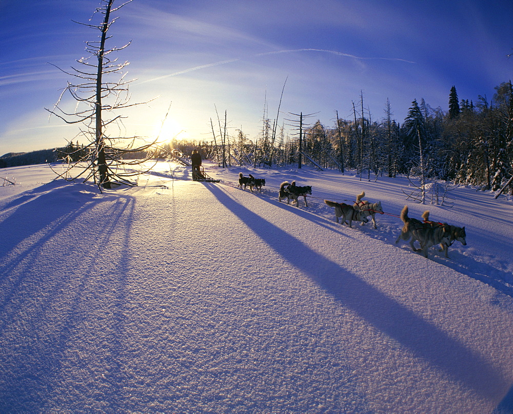 Dog-Sledding on Frozen Lake, Lanaudiere County, Entrelacs, Quebec