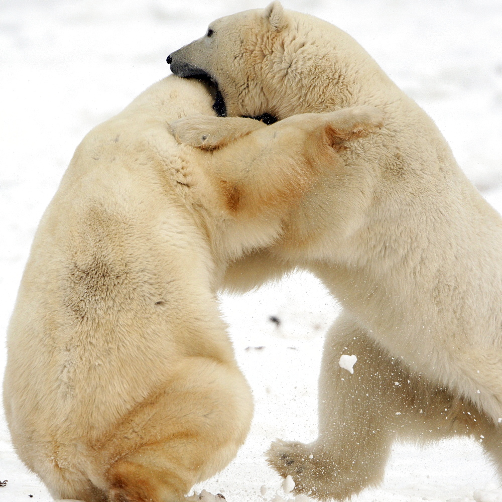 Polar bears sparring, Churchill, Manitoba