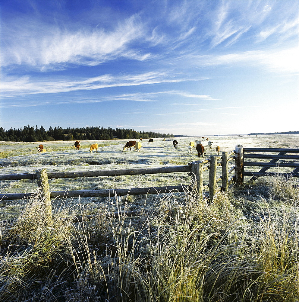 Cows in a Frost covered Field, Amherst, Nova Scotia