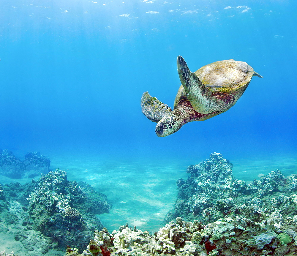 Hawaii, Green sea turtle (Chelonia mydas) an endangered species.