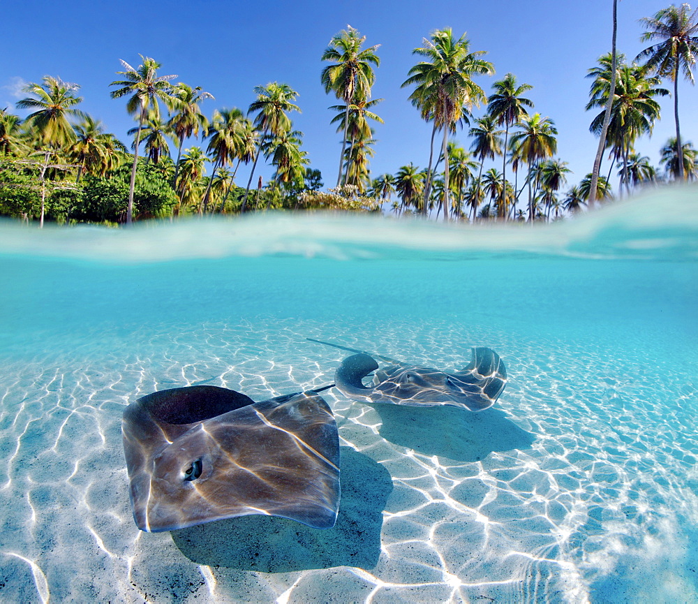 French Polynesia, Tahiti, Moorea, Two stingray in beautiful turquoise water.