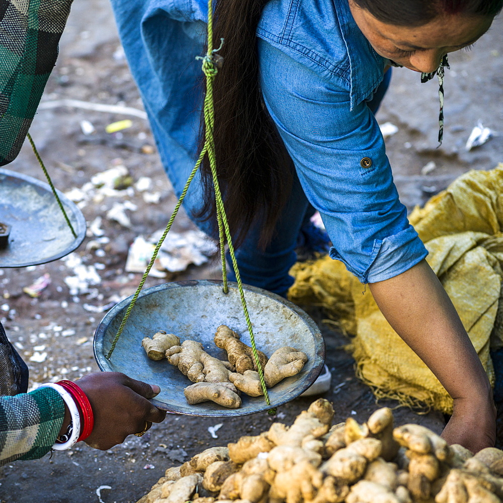 A woman weighs pieces of fresh ginger root on a scale, Darjeeling, West Bengal, India