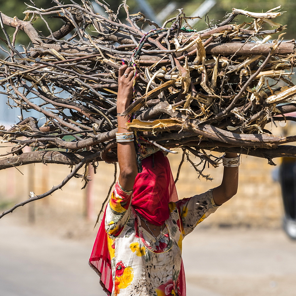 Indian woman with covered face carries a large bundle of branches on her head, Kishan Ghjat, Rajasthan, India