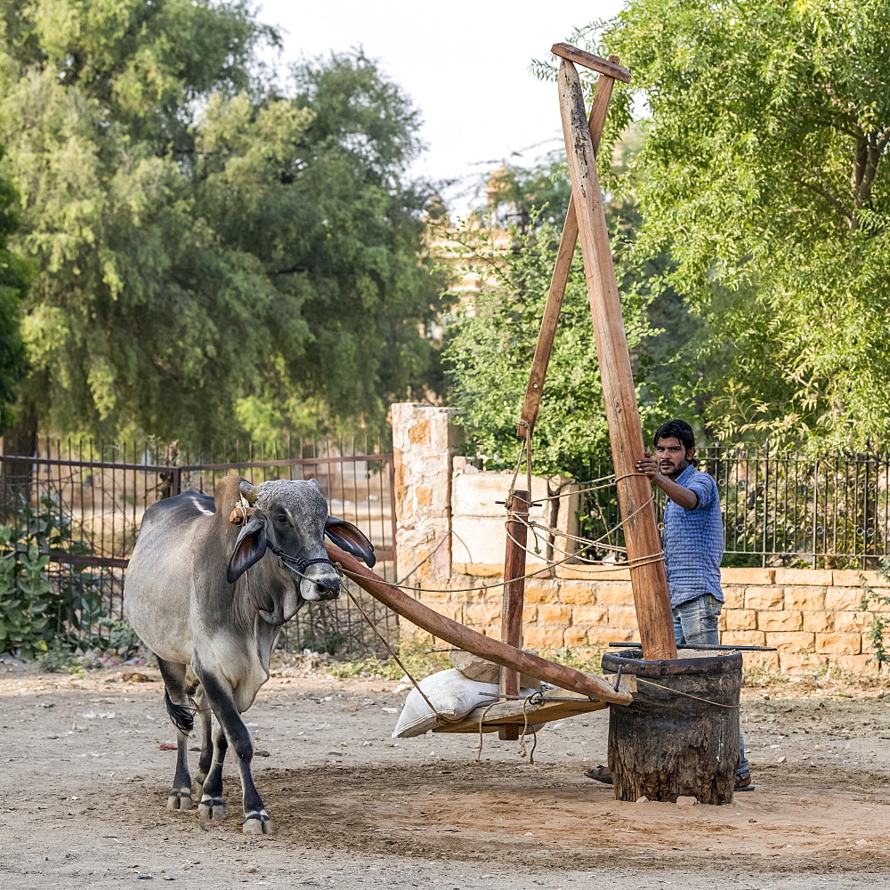 Cow walks in a circle to turn a piece of manmade equipment, Jaisalmer, Rajasthan, India