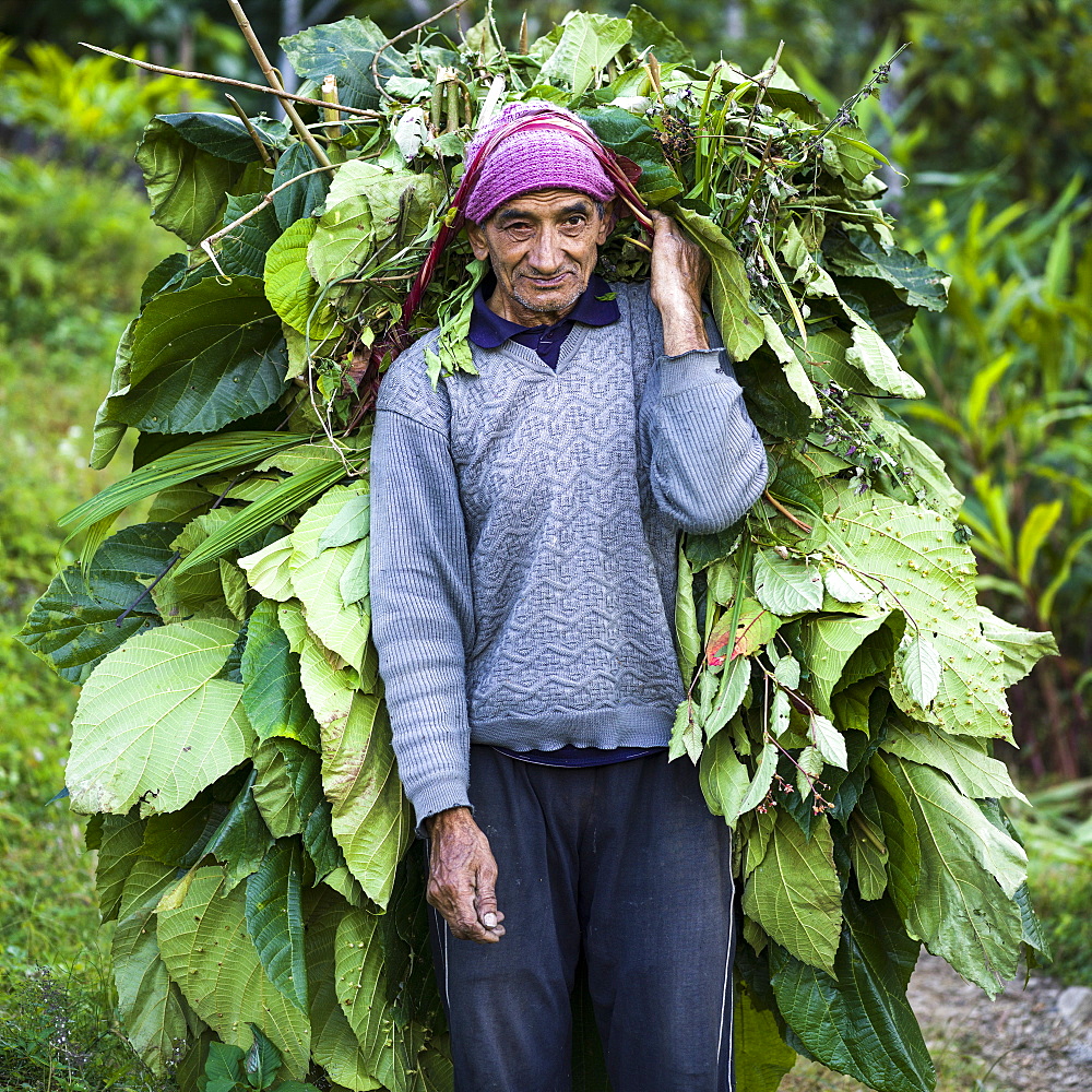 An Indian man pauses to pose for the camera while carrying a large bundle of leaves on his back with a strap across his head, Sikkim, India