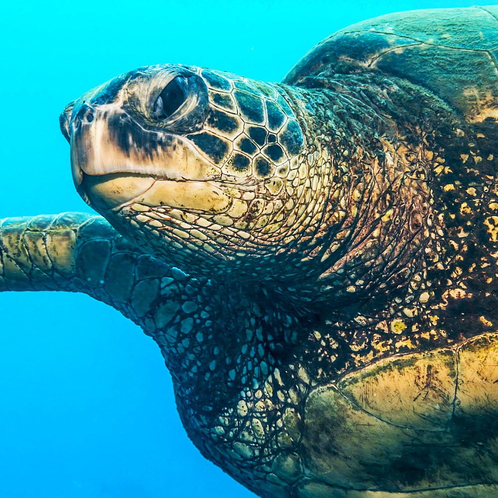 Green Sea Turtle (Chelonia mydas) swimming off Kauai, Hawaii, during the spring, Kauai, Hawaii, United States of America