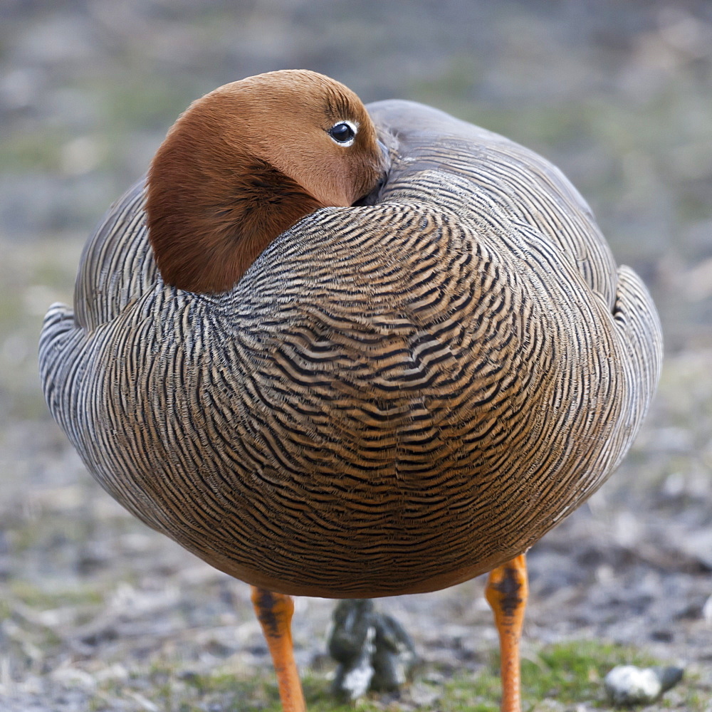 Ruddy-headed goose (Chloephaga rubidiceps), Sea Lion Island, Falkland Islands, South America