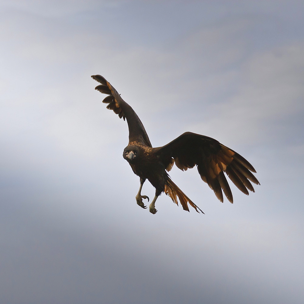 Striated caracara (Phalcoboenus australis) in flight, Sea Lion Island, Falkland Islands, South Atlantic, South America