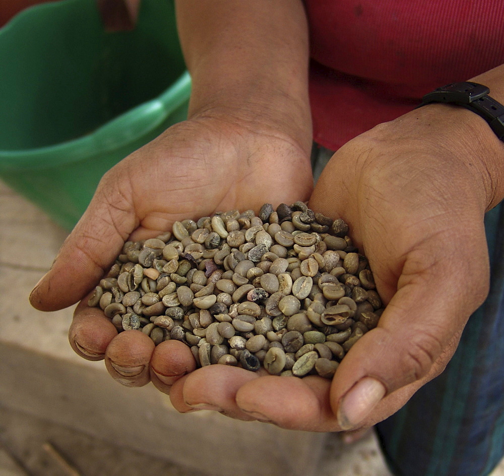 Honduras woman holding coffee beans. Marcala