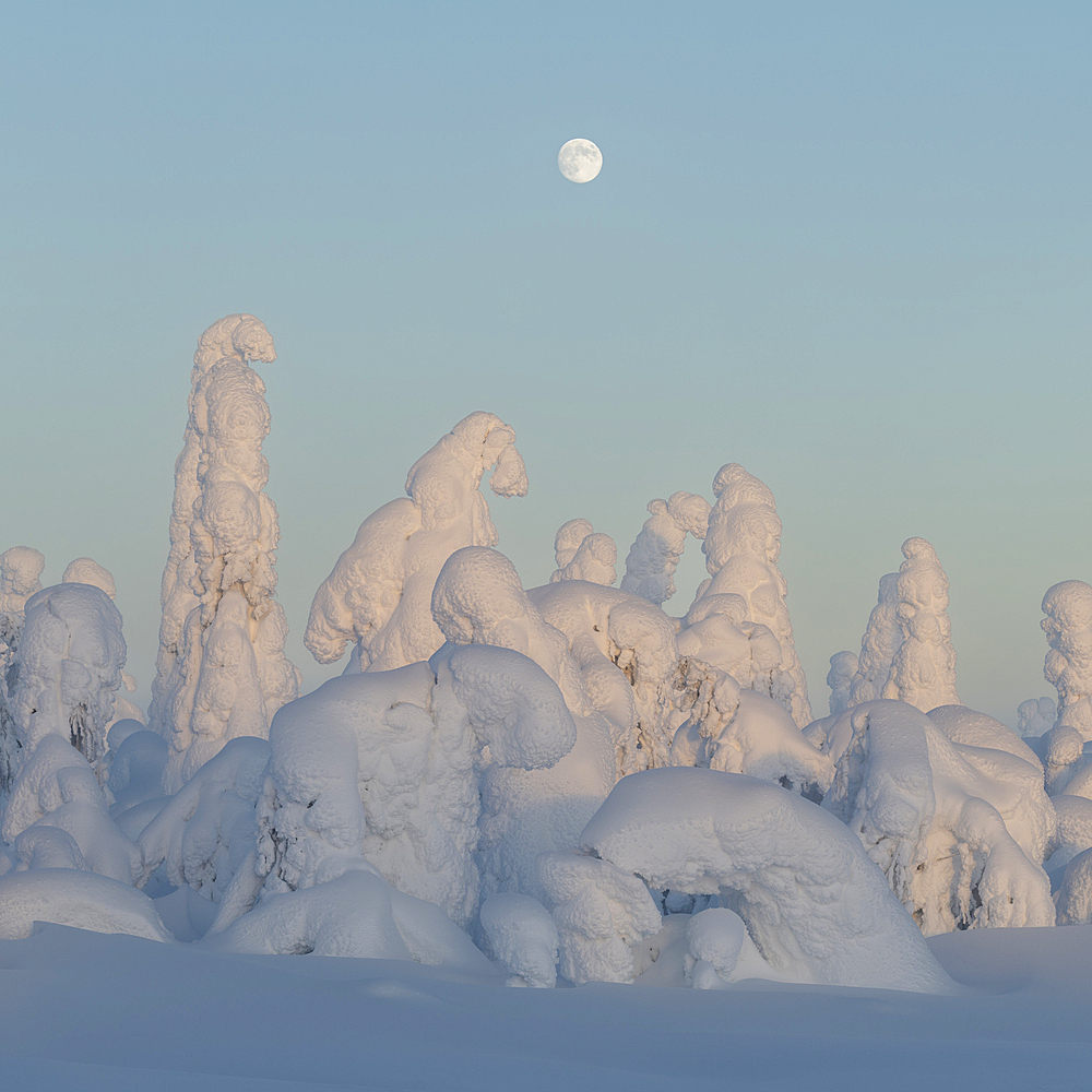 Full moon rising over snow covered winter landscape at twilight, tykky, Kuntivaara Fell, Finland, Europe