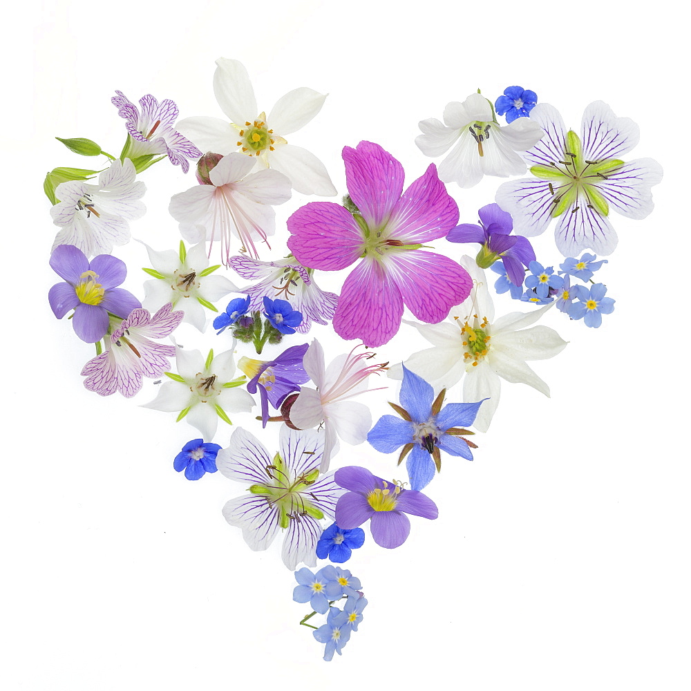 Spring flowers, geraniums, borrage, herb, blue, white, pink arranged in a heart shape on white background