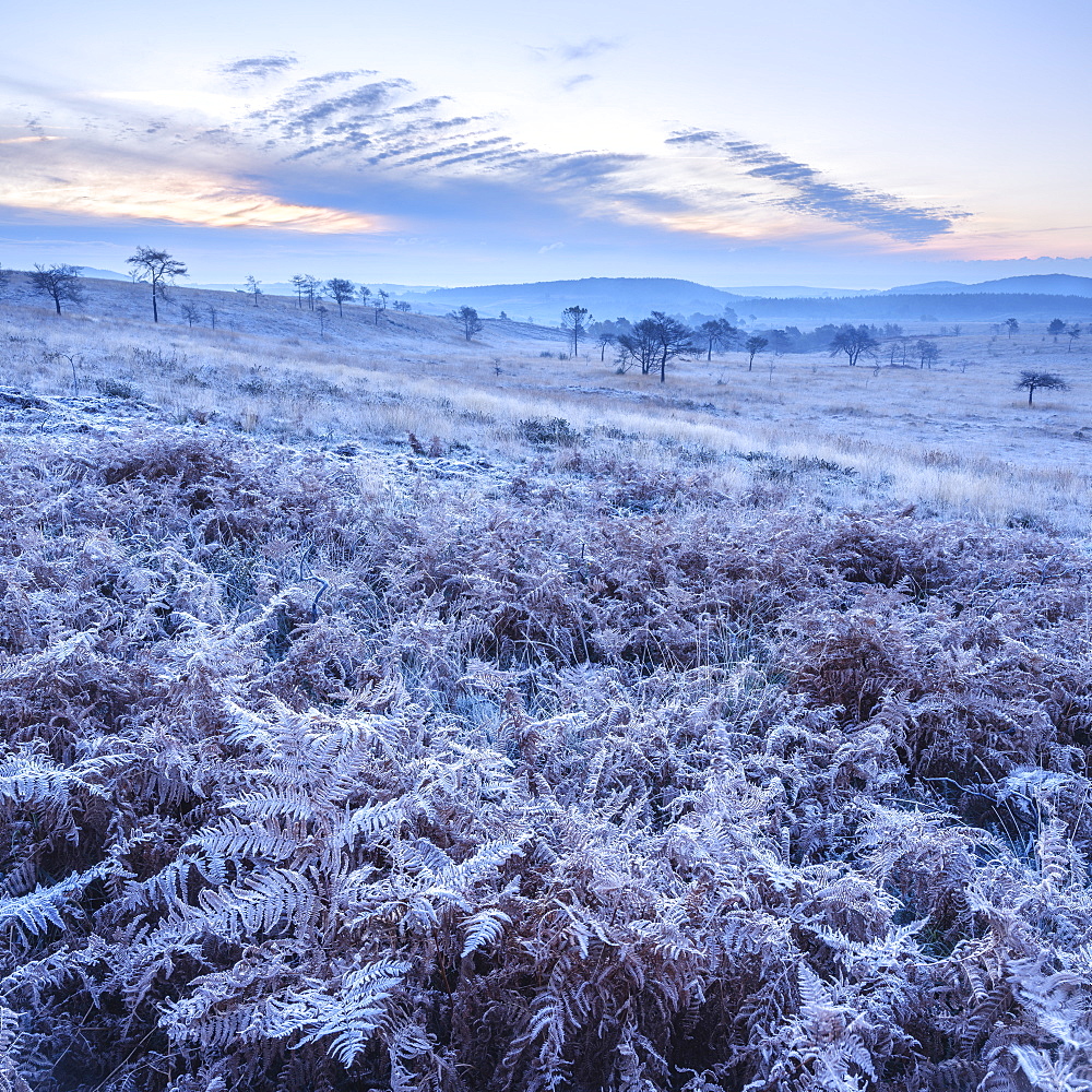 Heavy frost on bracken and a slight mist on the heathland of Woodbury Common, near Exmouth, Devon, England, United Kingdom, Europe