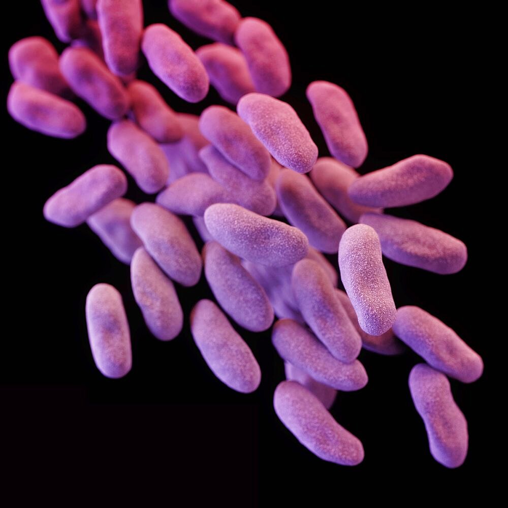 Carbapenem-Resistant Enterobacteriaceae, 3D Model